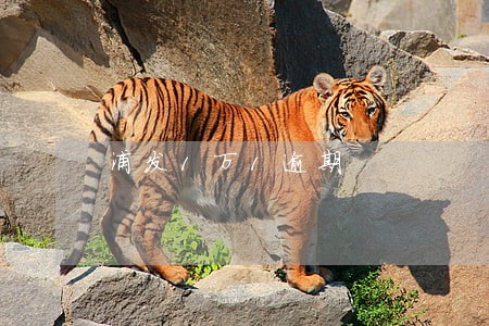 浦发1万1逾期 浦发1万1逾期