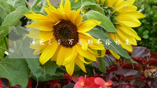 浦发20万逾期不给协商