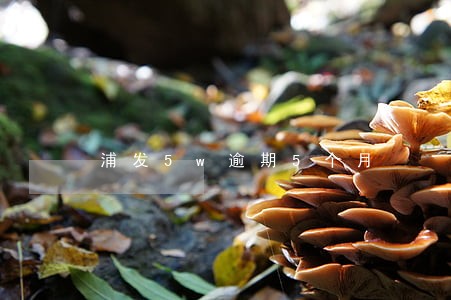 浦发5w逾期5个月
