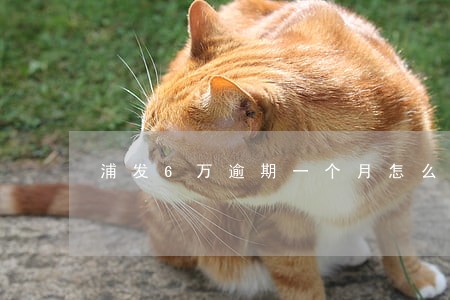 浦发6万逾期一个月怎么办 浦发6万逾期一个月怎么办