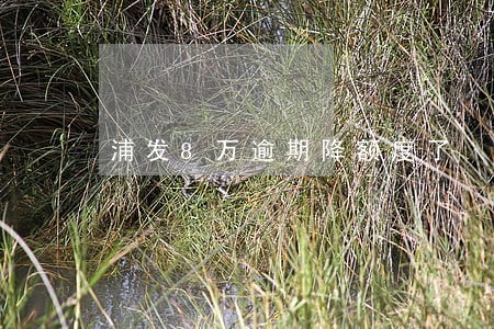 浦发8万逾期降额度了 浦发8万逾期降额度了