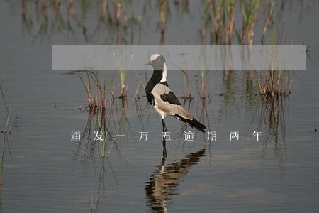 浦发一万五逾期两年 浦发一万五逾期两年