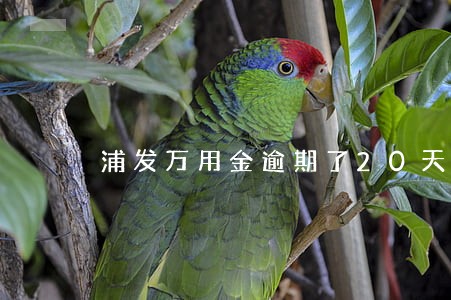 浦发万用金逾期了20天 浦发万用金逾期了20天