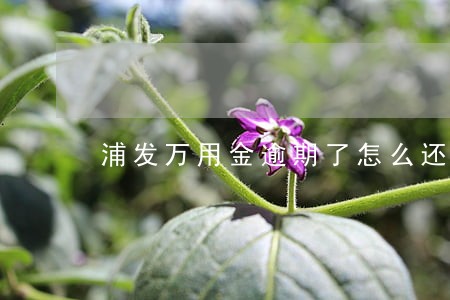 浦发万用金逾期了怎么还