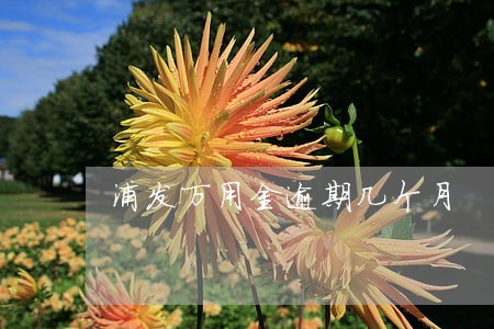 浦发万用金逾期几个月