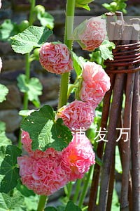 浦发万用金逾期坐牢 浦发万用金逾期坐牢