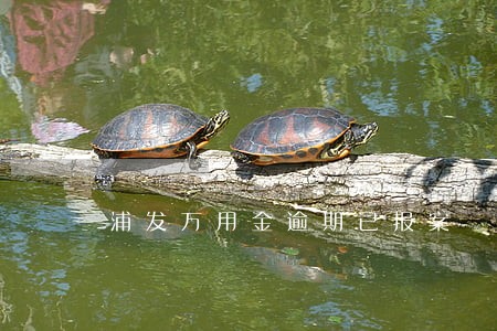 浦发万用金逾期已报案 浦发万用金逾期已报案