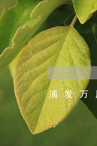 浦发万用金逾期案 浦发万用金逾期案