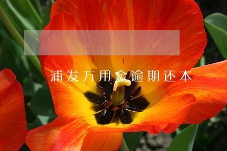 浦发万用金逾期还本 浦发万用金逾期还本