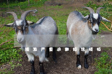 浦发严重逾期短信模板 浦发严重逾期短信模板