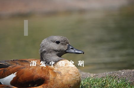 浦发中信逾期 浦发中信逾期