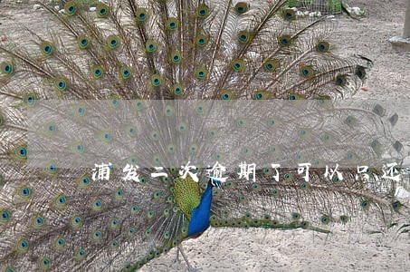 浦发二次逾期了可以只还本金吗 浦发二次逾期了可以只还本金吗