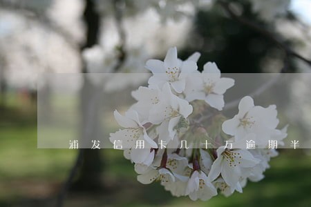 浦发信用卡几十万逾期半年