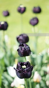浦发信用卡分期逾期让还全款 浦发信用卡分期逾期让还全款