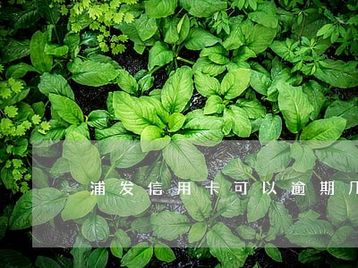 浦发信用卡可以逾期几天没事