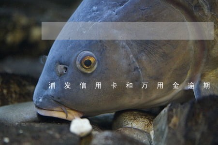浦发信用卡和万用金逾期两年 浦发信用卡和万用金逾期两年
