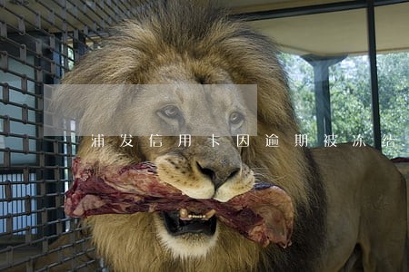 浦发信用卡因逾期被冻结怎么办 浦发信用卡因逾期被冻结怎么办