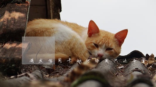 浦发信用卡如何协商只还本金 浦发信用卡如何协商只还本金