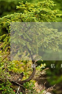 浦发信用卡差一天算逾期吗