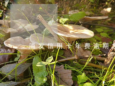 浦发信用卡年费逾期怎么消除征信