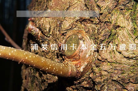 浦发信用卡本金五万逾期 浦发信用卡本金五万逾期