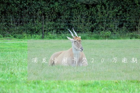 浦发信用卡欠20万逾期二个月
