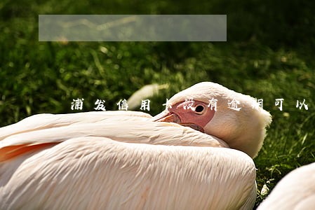 浦发信用卡没有逾期可以分期吗