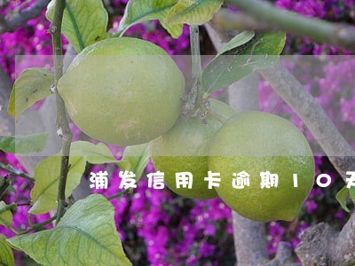 浦发信用卡逾期10天分60期 浦发信用卡逾期10天分60期