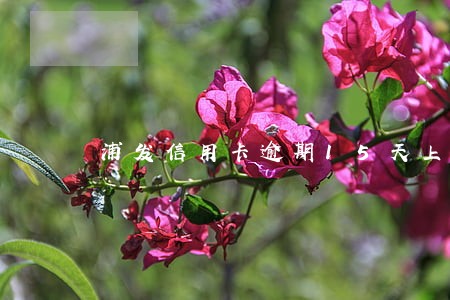 浦发信用卡逾期15天上门 浦发信用卡逾期15天上门