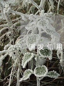 浦发信用卡逾期1个月上征信 浦发信用卡逾期1个月上征信