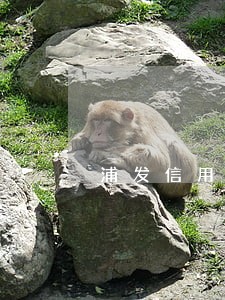 浦发信用卡逾期20天最低还款 浦发信用卡逾期20天最低还款
