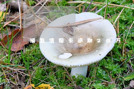 浦发信用卡逾期28万