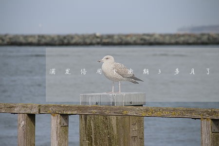 浦发信用卡逾期3多月了怎么办 浦发信用卡逾期3多月了怎么办