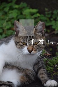 浦发信用卡逾期4000一年 浦发信用卡逾期4000一年
