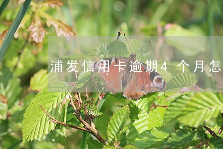 浦发信用卡逾期4个月怎么办