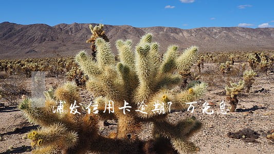 浦发信用卡逾期7万免息 浦发信用卡逾期7万免息