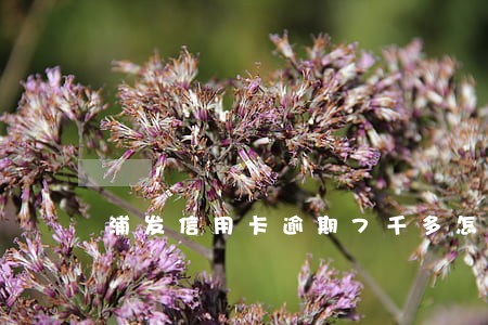 浦发信用卡逾期7千多怎么办 浦发信用卡逾期7千多怎么办