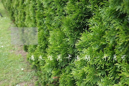浦发信用卡逾期一个月可以停吗 浦发信用卡逾期一个月可以停吗