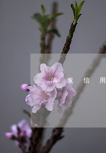 浦发信用卡逾期一个月忘还了 浦发信用卡逾期一个月忘还了