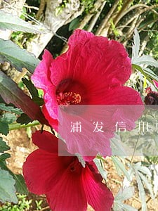 浦发信用卡逾期一个账单日 浦发信用卡逾期一个账单日