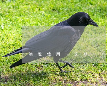 浦发信用卡逾期一年三万