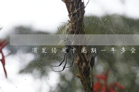 浦发信用卡逾期一年多会上门吗 浦发信用卡逾期一年多会上门吗