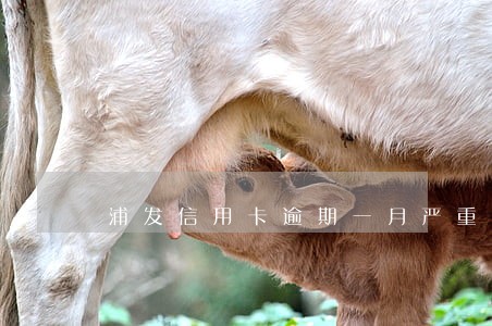 浦发信用卡逾期一月严重吗 浦发信用卡逾期一月严重吗