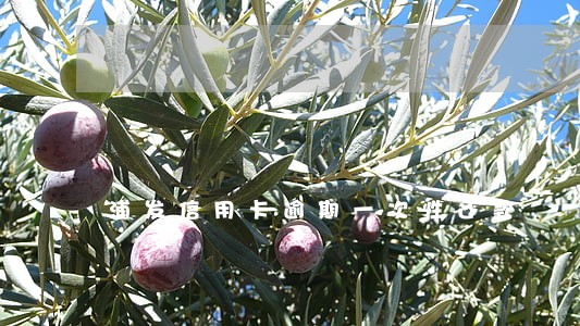 浦发信用卡逾期一次性还款