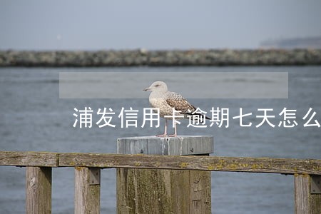 浦发信用卡逾期七天怎么办 浦发信用卡逾期七天怎么办