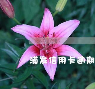 浦发信用卡逾期万用金能申请吗
