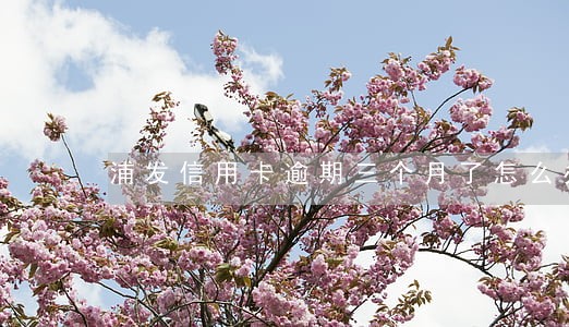 浦发信用卡逾期三个月了怎么办 浦发信用卡逾期三个月了怎么办