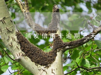 浦发信用卡逾期三天可以吗 浦发信用卡逾期三天可以吗