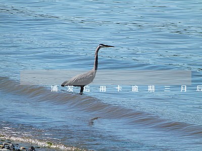 浦发信用卡逾期三月后果 浦发信用卡逾期三月后果