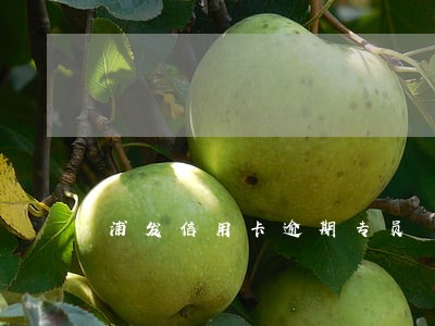 浦发信用卡逾期专员 浦发信用卡逾期专员